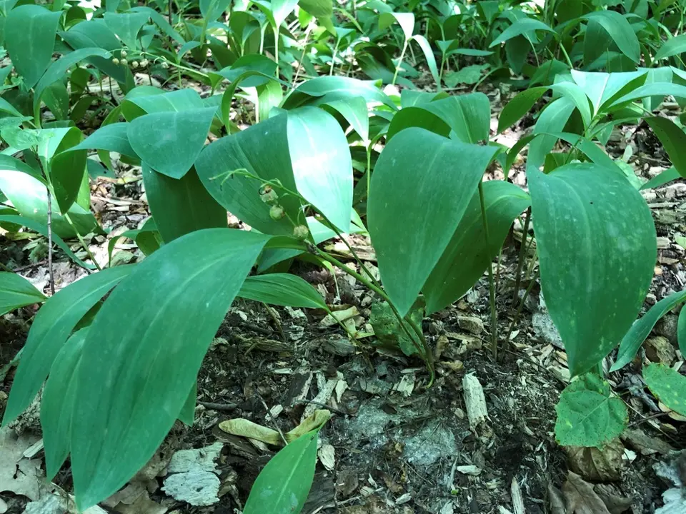 European lily of the valley (Convallaria majalis)