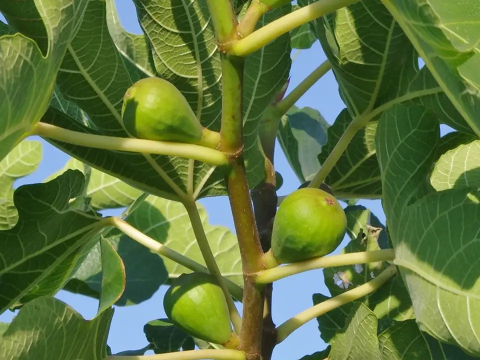 Figs (Ficus spp.)