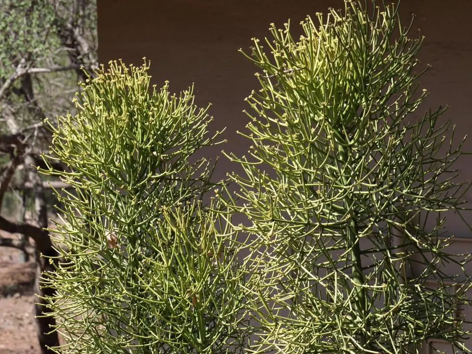 Fire stick (Euphorbia tirucalli)
