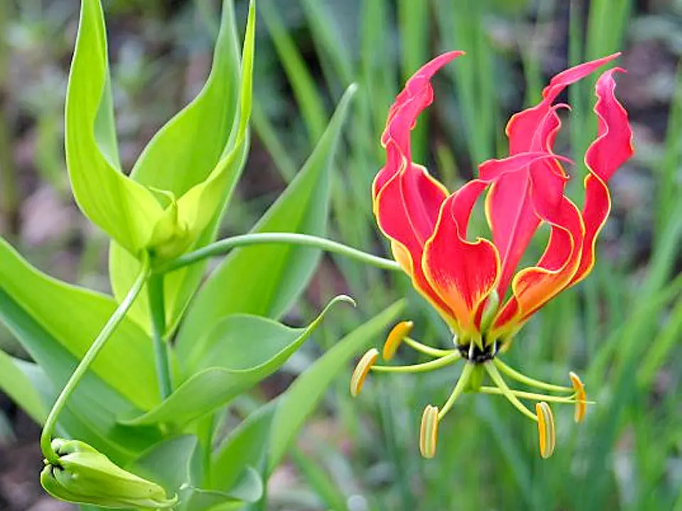 Flame lily (Gloriosa superba)