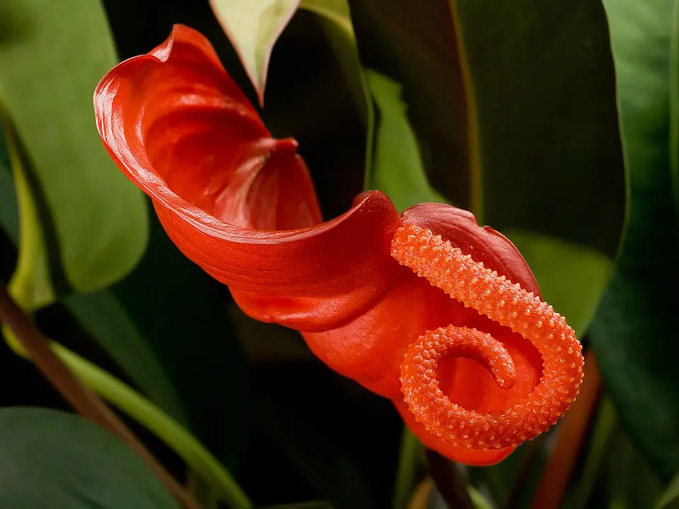 Flamingo flower (Anthurium scherzerianum)