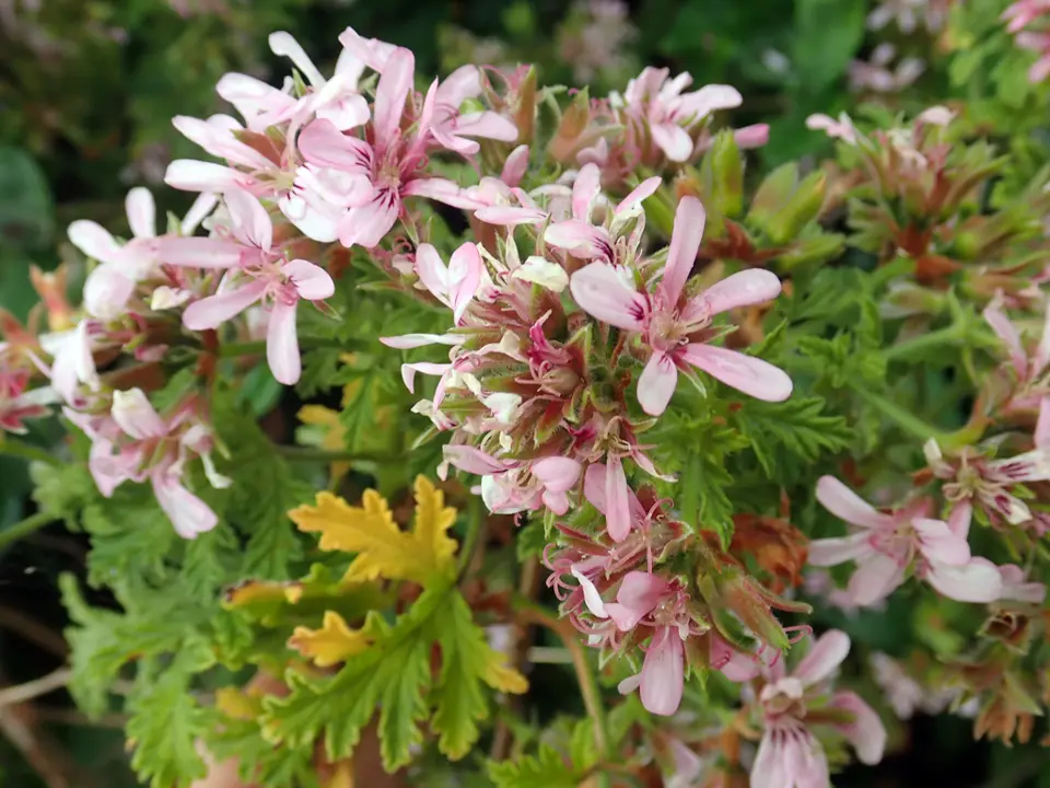 Garden geranium (Pelargonium x hortorum)