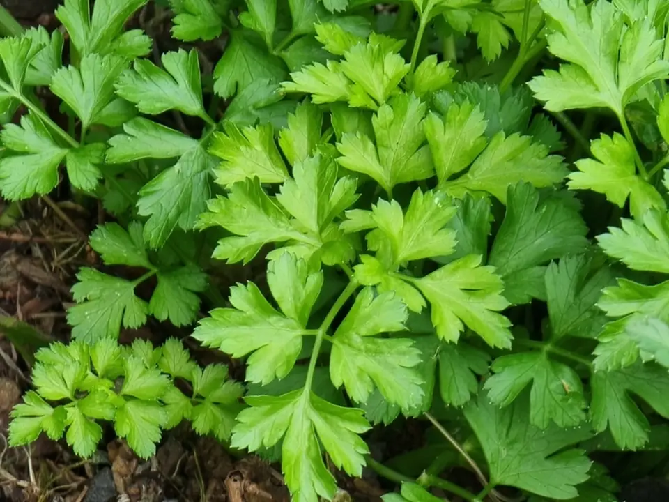 Garden parsley (Petroselinum crispum)