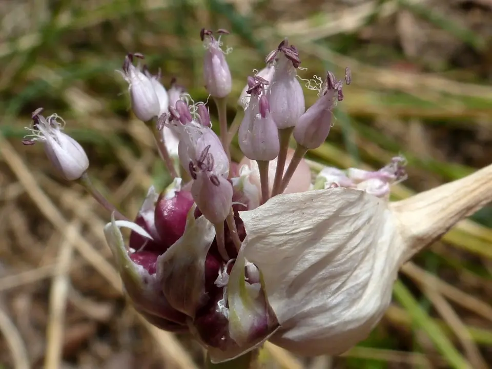 Garlic (Allium sativum)