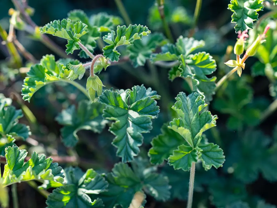 Geraniums and storksbills (Pelargonium spp.)