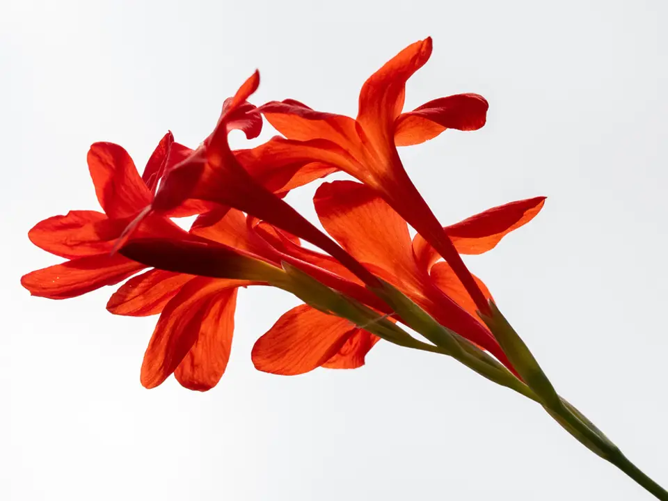 Gladioli (Gladiolus spp.)