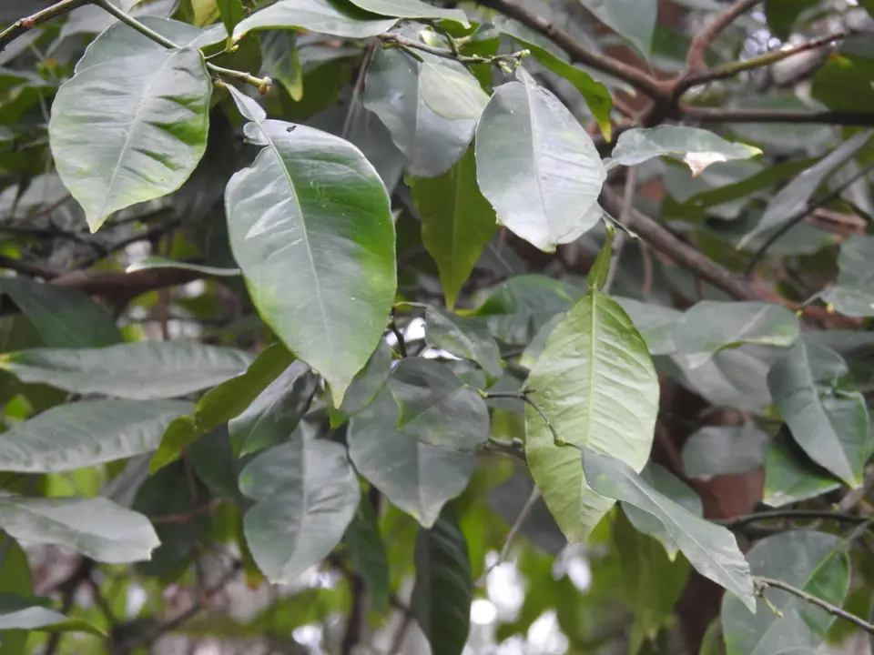 Grapefruit (Citrus paradisi)