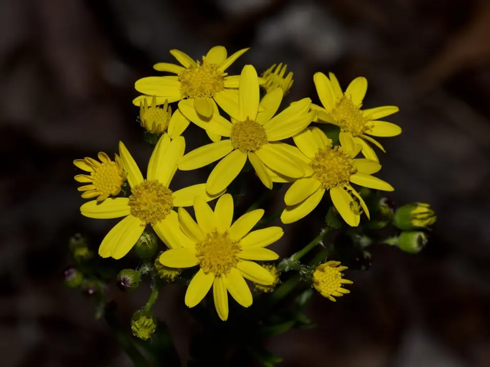 Groundsels (Senecio spp.)