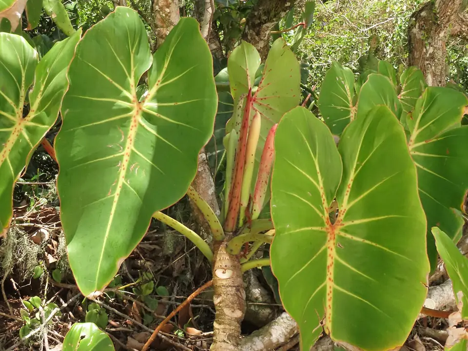 Heart-leaf philodendron (Philodendron cordatum)