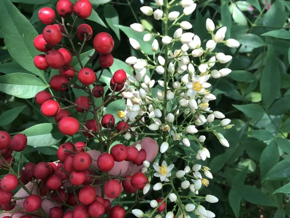 Heavenly bamboo (Nandina domestica)