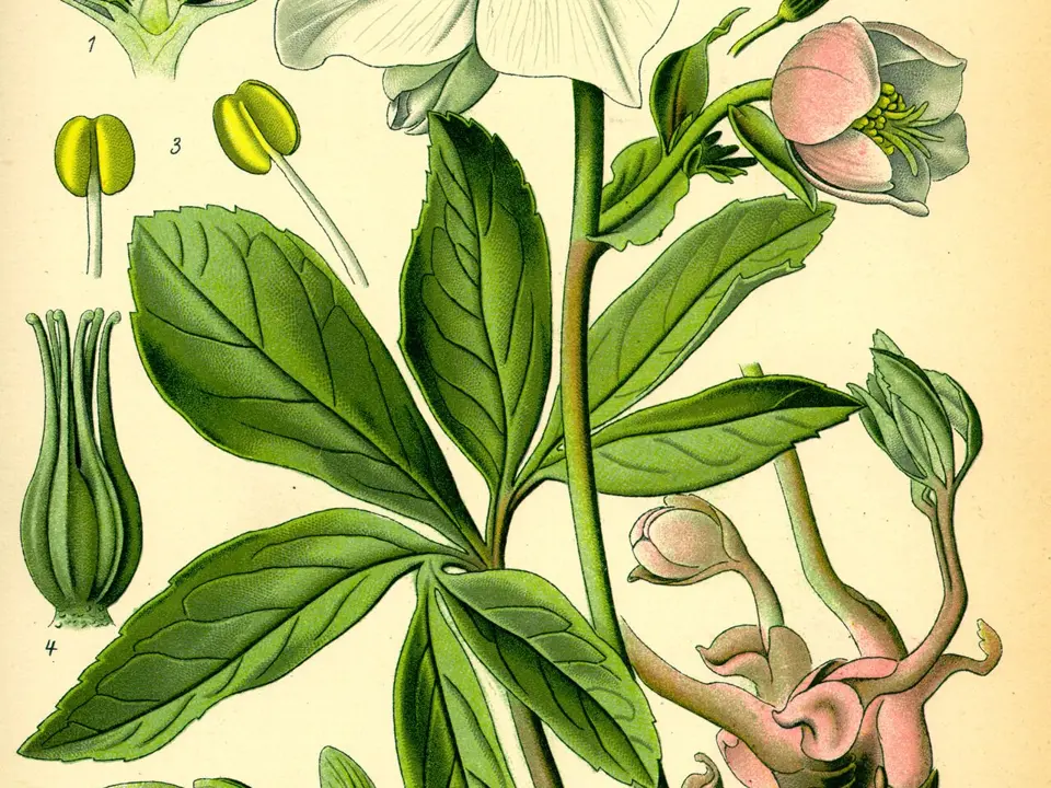 Hellebores and lenten roses (Helleborus spp.)