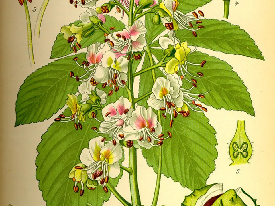 Horse-chestnut (Aesculus hippocastanum)