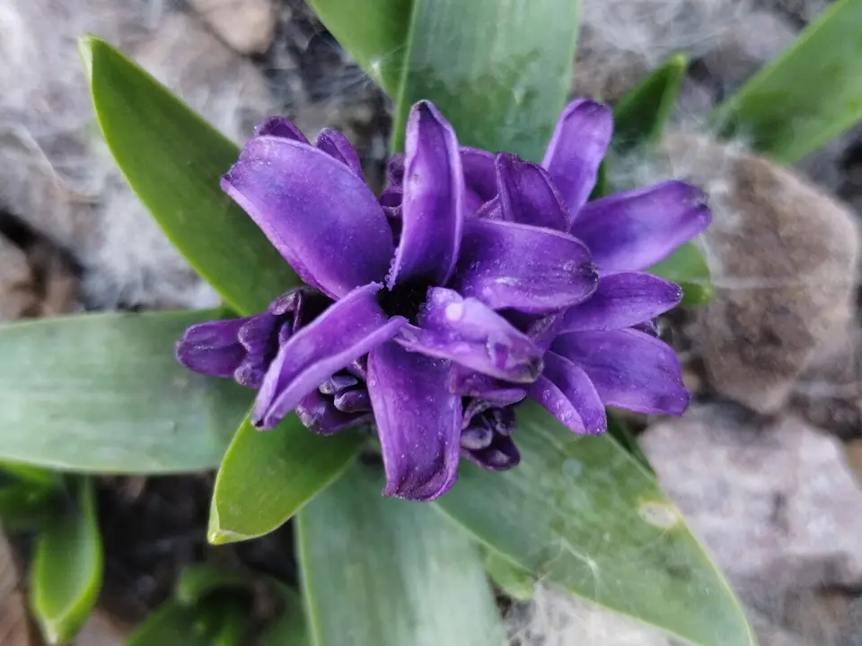 Hyacinth (Hyacinthus orientalis)