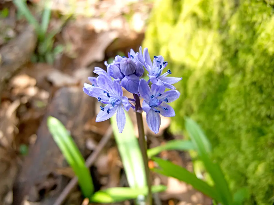 Hyacinth subfamily (Hyacinthus spp.)