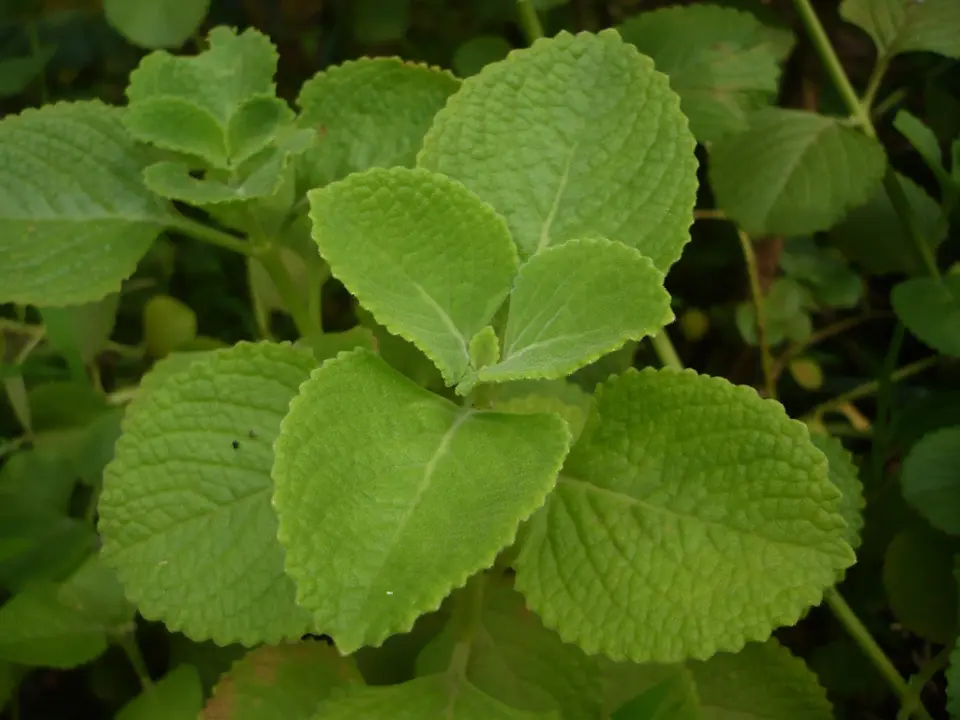 Indian borage (Coleus amboinicus)