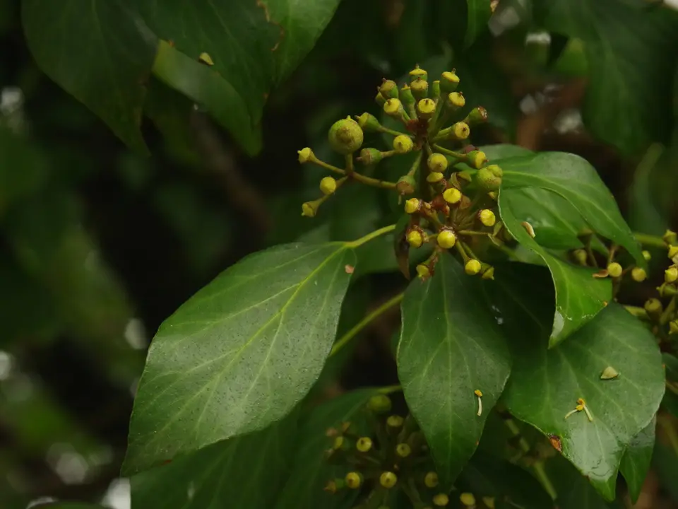 Ivies (Hedera spp.)