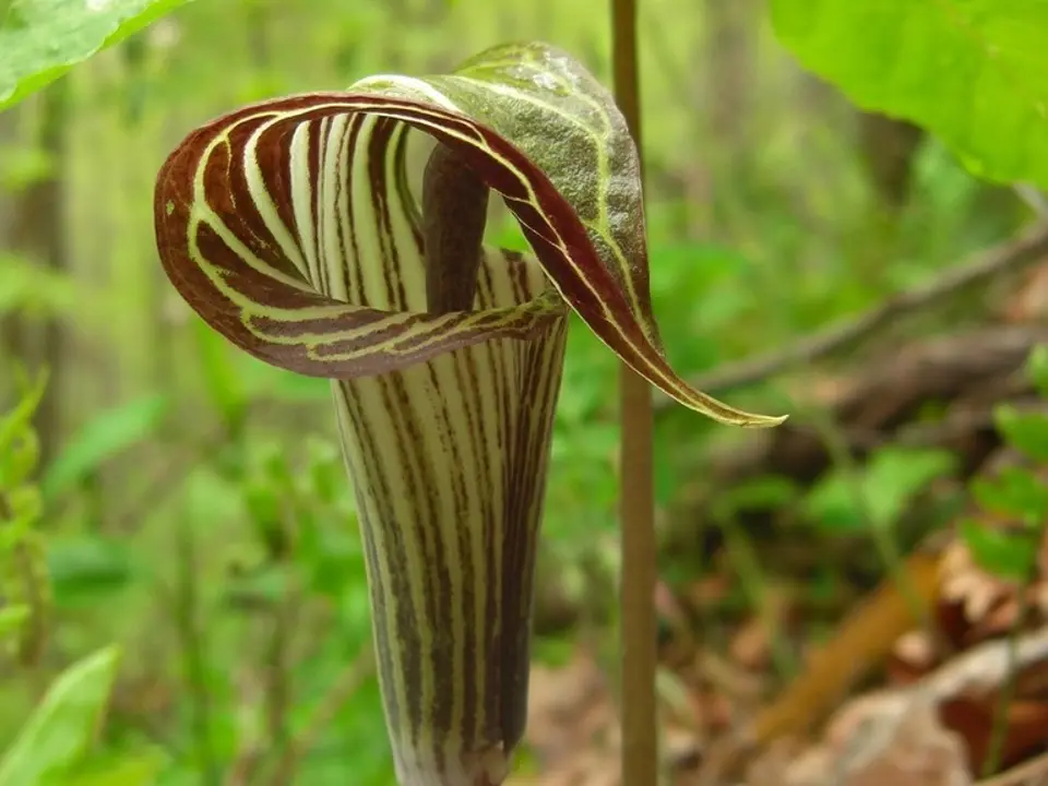 Jack-in-the-pulpit (Arisaema triphyllum)