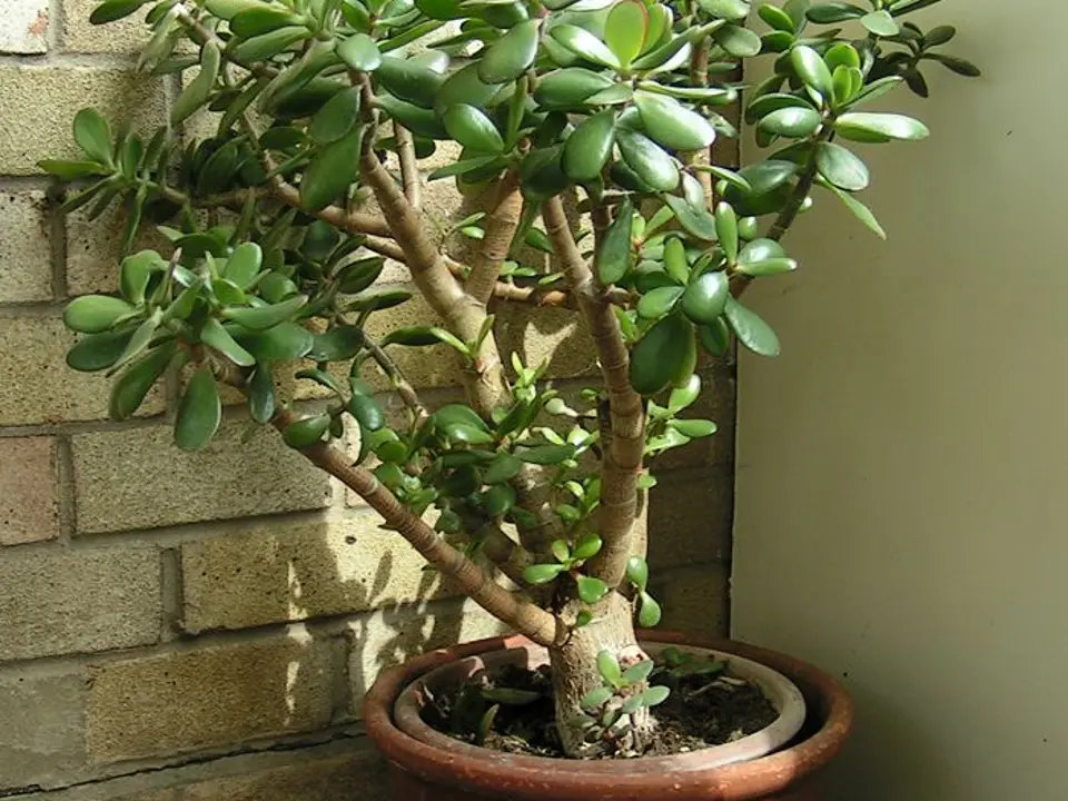 Jade plant (Crassula argentea)
