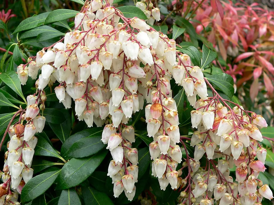 Japanese andromeda (Pieris japonica)