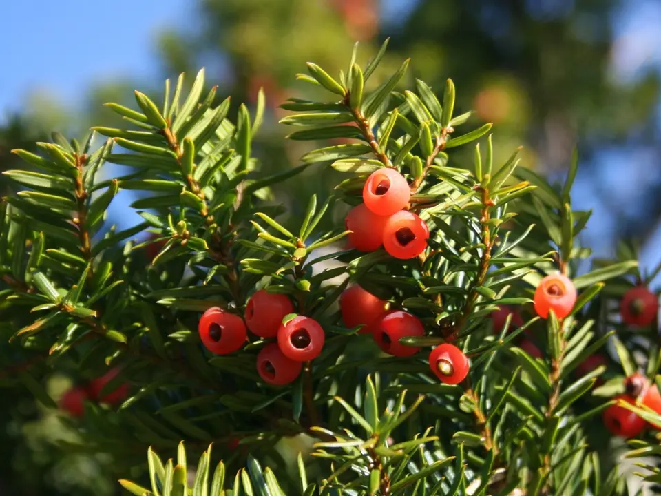 Japanese yew (Taxus cuspidata)