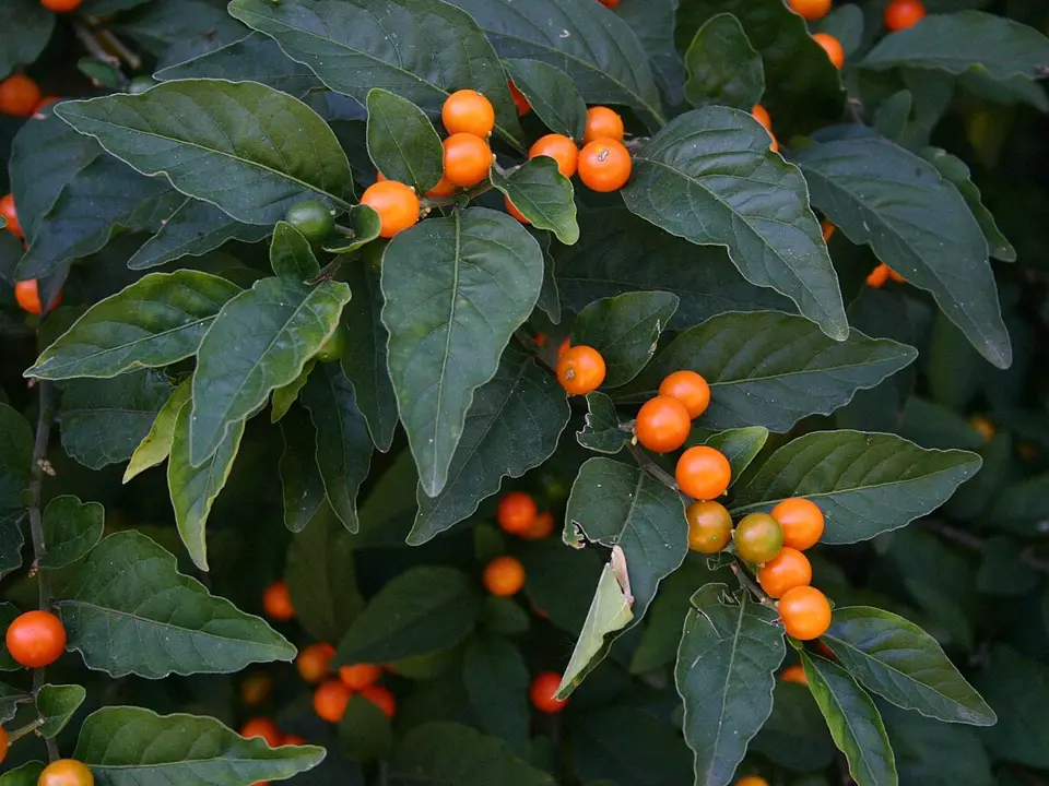 Jerusalem cherry (Solanum pseudocapsicum)