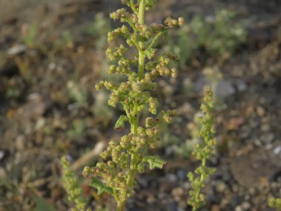 Jerusalem oak (Chenopodium botrys)