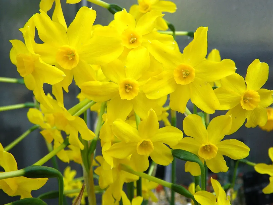 Jonquil (Narcissus jonquilla)