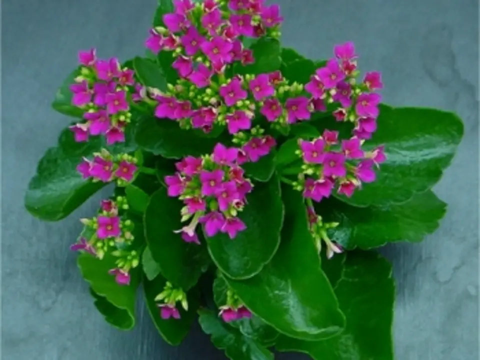 Kalanchoes (Kalanchoe spp.)