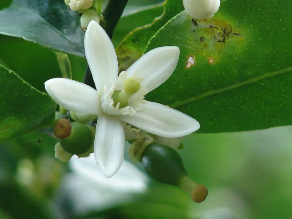 Key lime (Citrus aurantifolia)