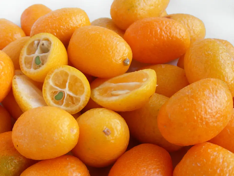 Kumquat (Citrus mitis)