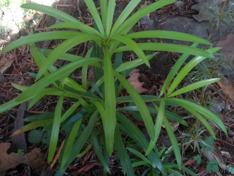 Kusamaki (Podocarpus macrophyllus)