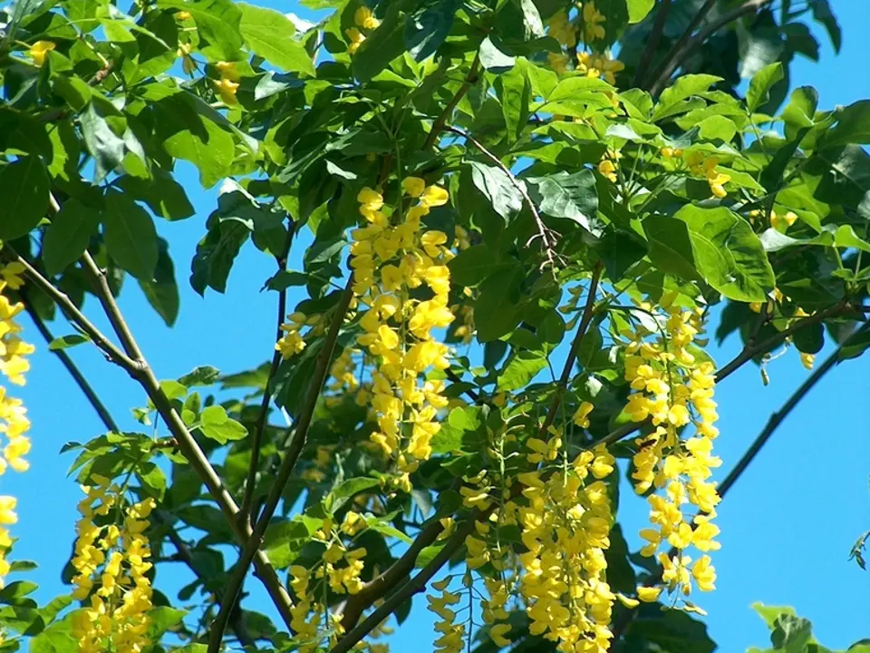 Laburnum (Laburnum spp.)