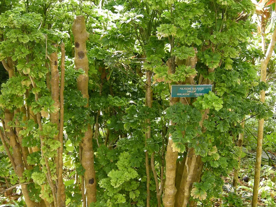 Lace aralia (Polyscias guilfoylei)