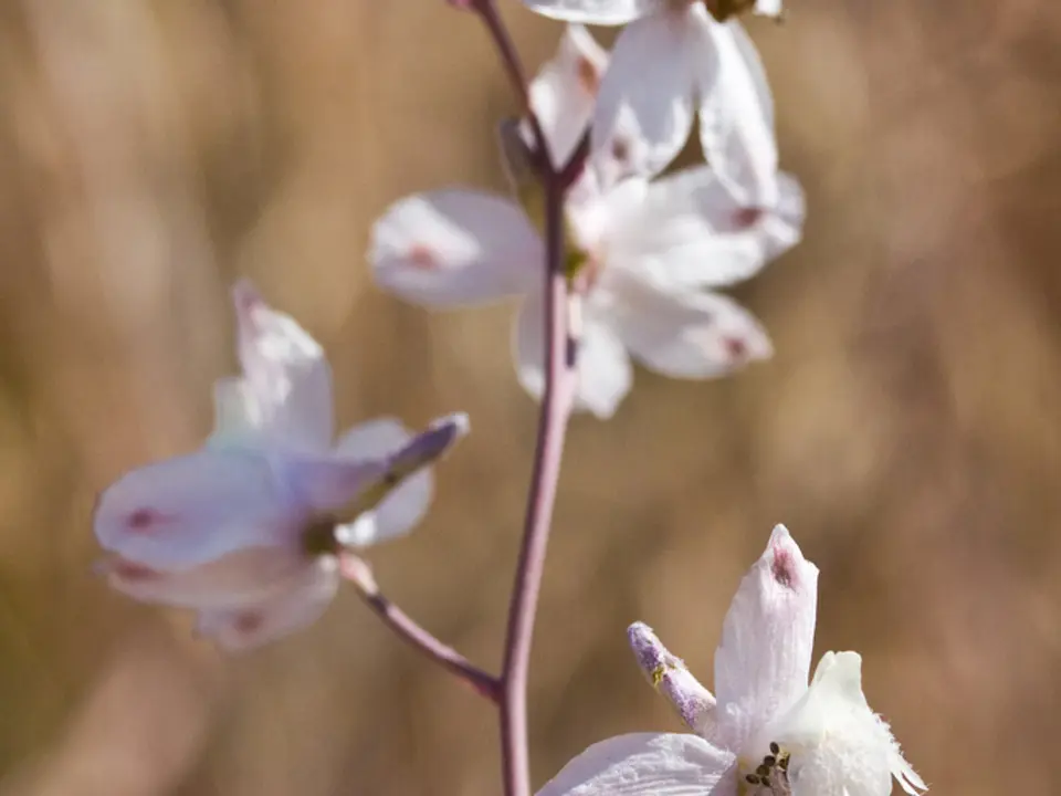 Larkspurs (Delphinium spp.)