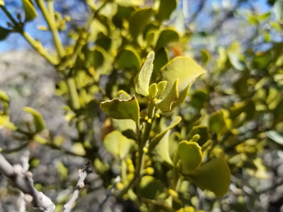 Leafy mistletoes (Phoradendron spp.)