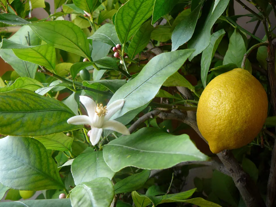 Lemon (Citrus limonia)