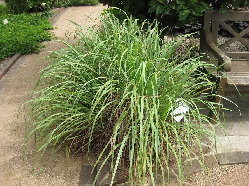 Lemon grass (Cymbopogon citratus)