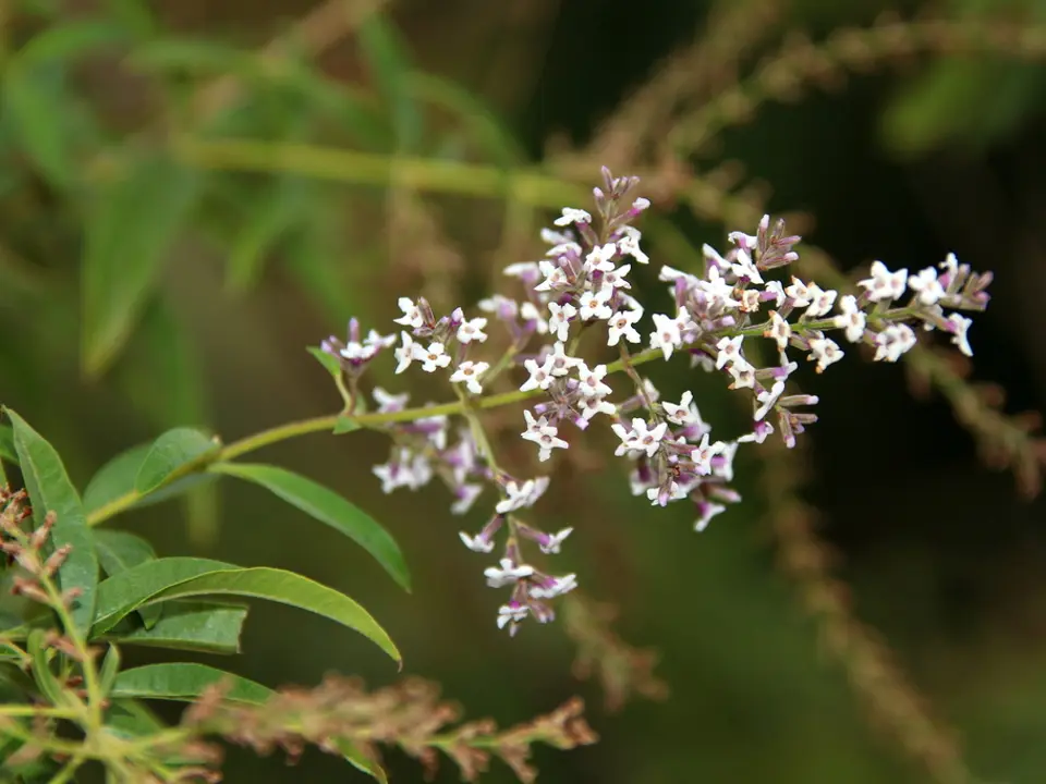 Lemon verbena (Aloysia triphylla)