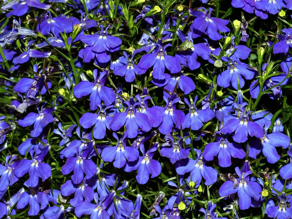 Lobelias (Lobelia spp.)
