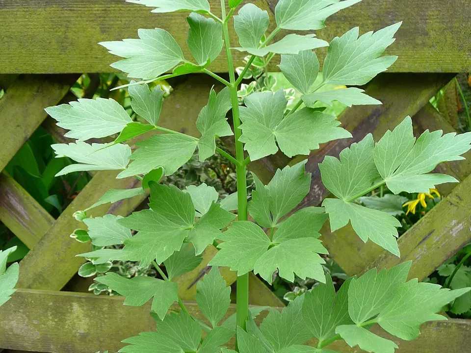 Lovage (Levisticum officinale)