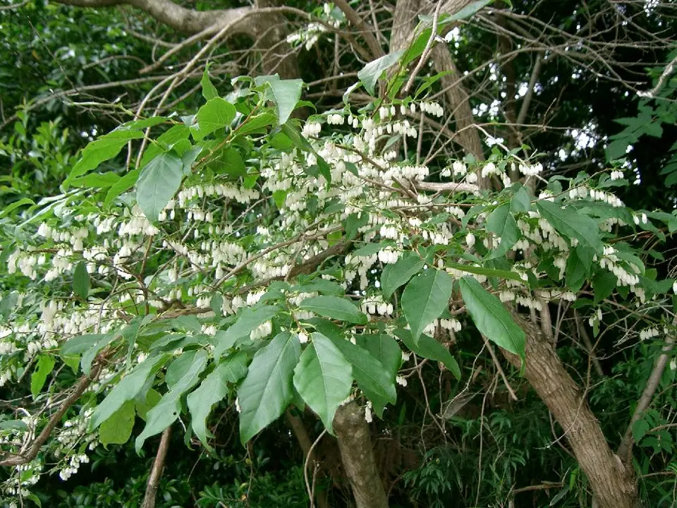 Lyonias (Lyonia spp.)