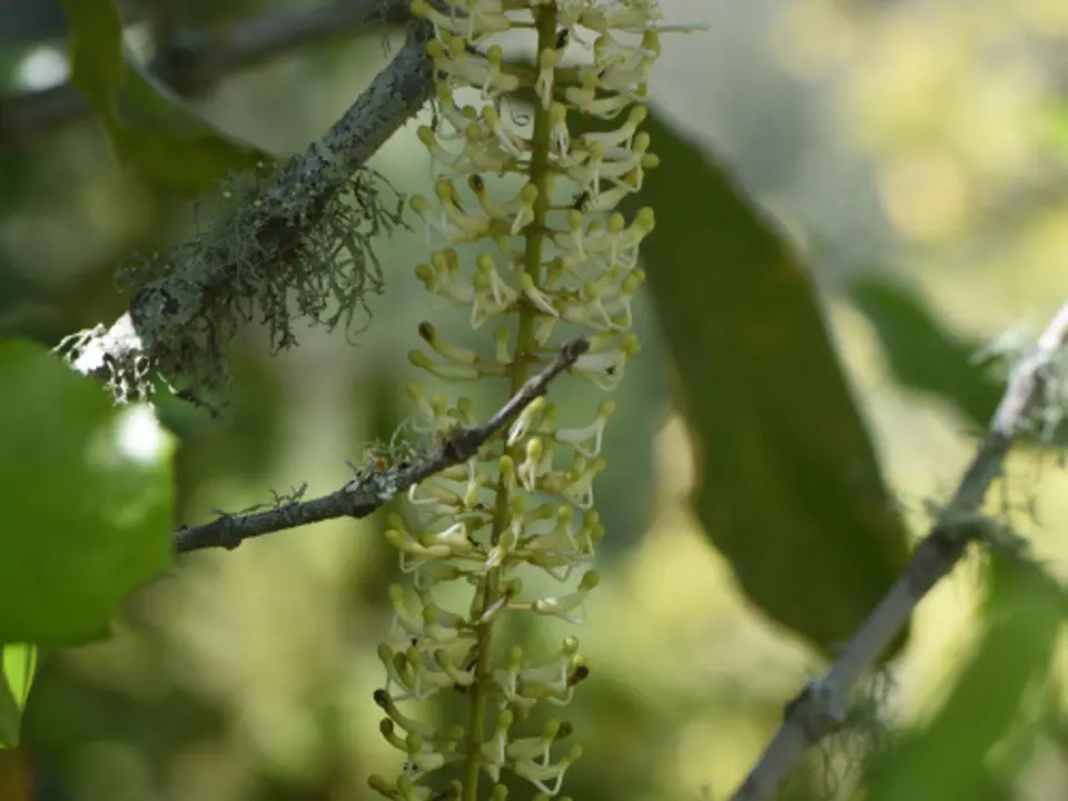 Macadamia tree (Macadamia integrifolia)