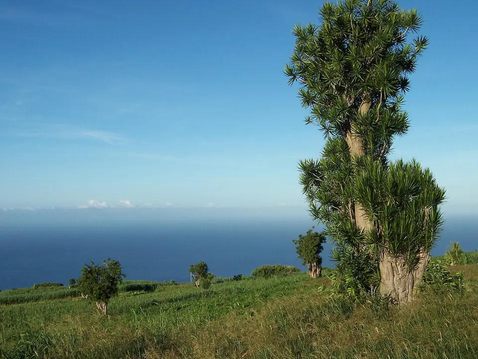 Madagascar dragon-tree (Dracaena marginata)