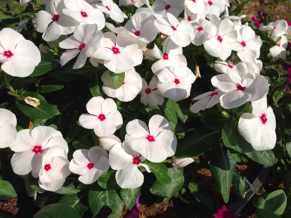 Madagascar periwinkle (Vinca rosea)