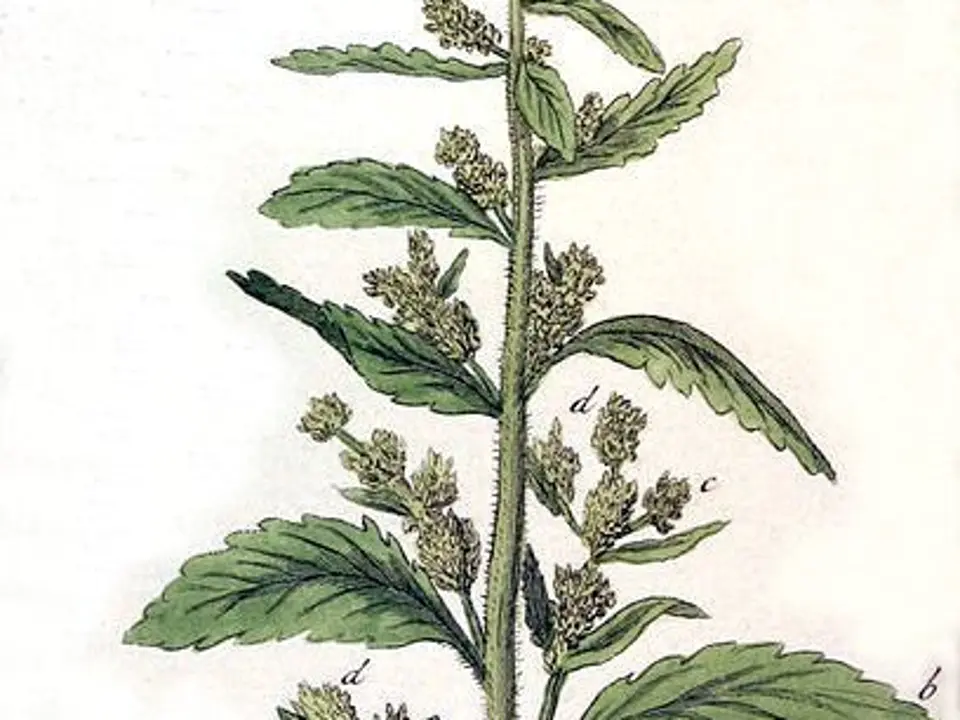 Mexican tea (Chenopodium ambrosioides)