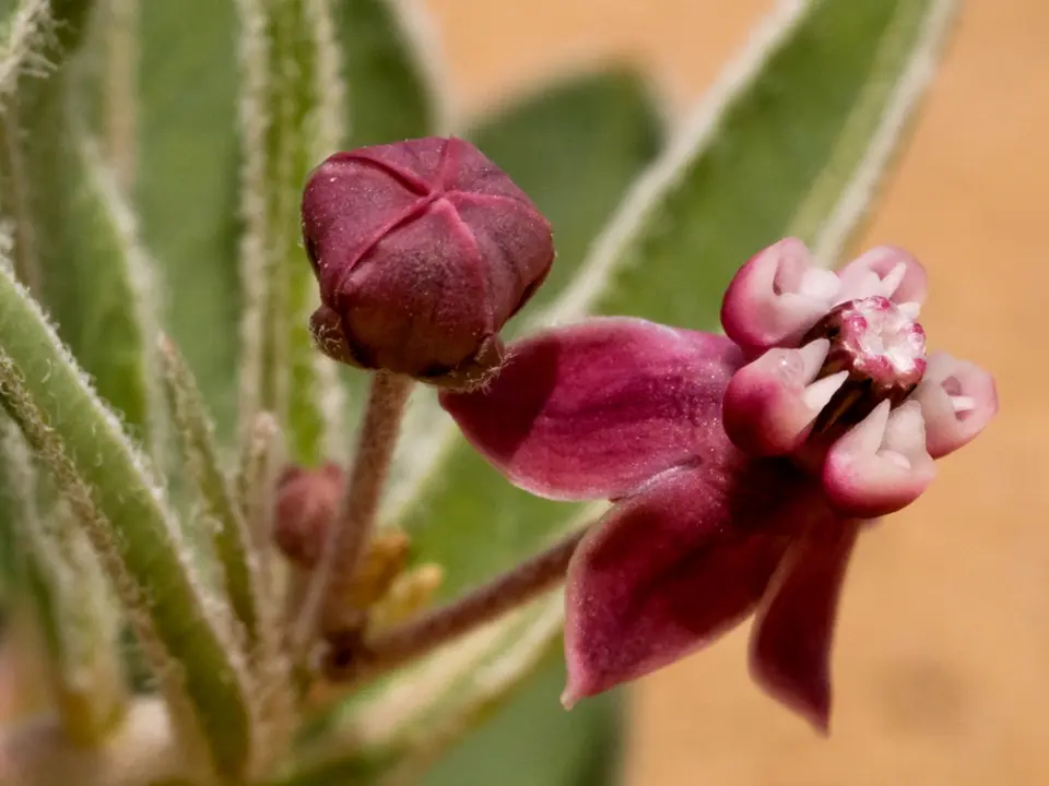 Milkweeds (Asclepias spp.)