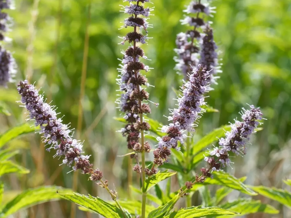 Mints (Mentha spp.)