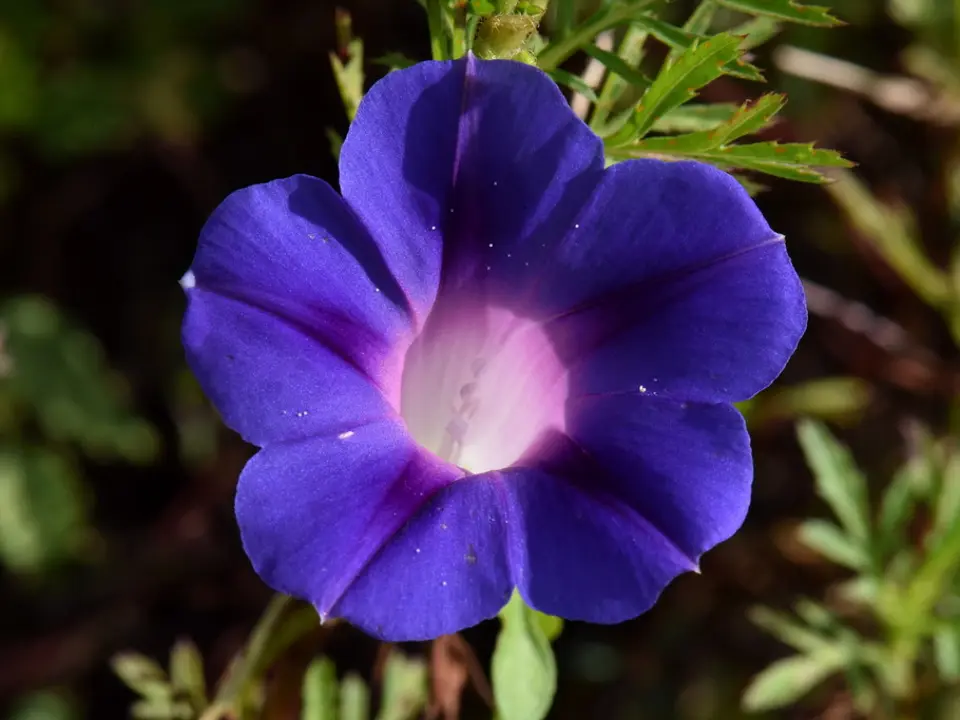 Morning-glories (Ipomoea spp.)