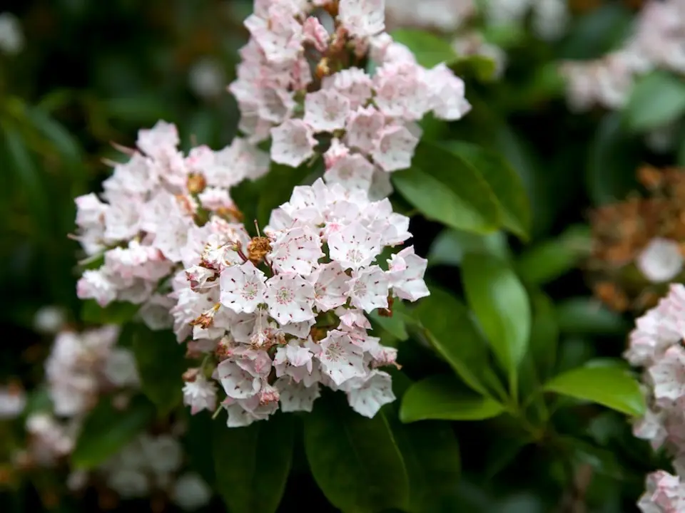 Mountain laurel (Kalmia latifolia)
