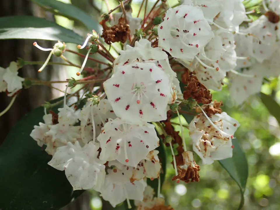 Mountain-laurels (Kalmia spp.)